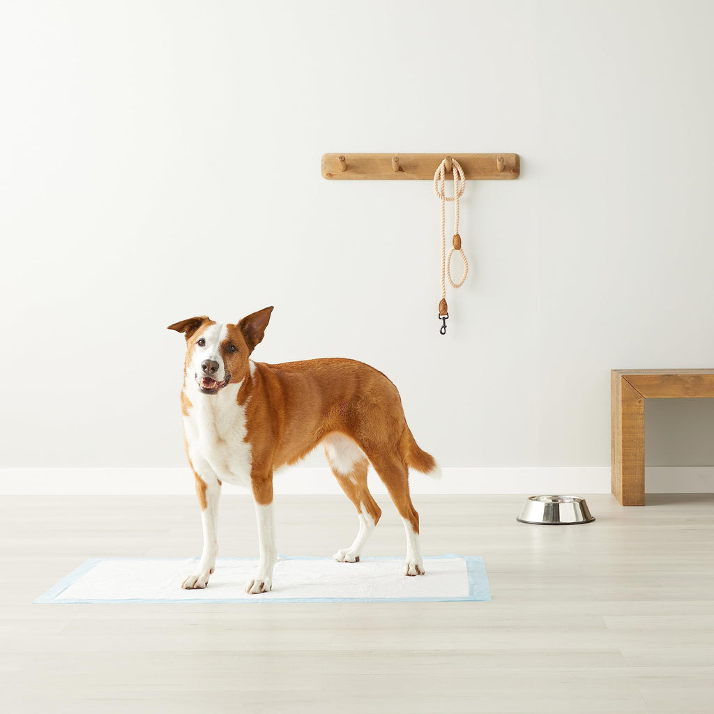 Amazon Basics Leak-Proof Dog and Puppy Potty Training Pee Pads with Quick-Dry 5-Layer Super Absorbent Design, Regular Size 22 x 22 inch, Blue & White, 100 Count